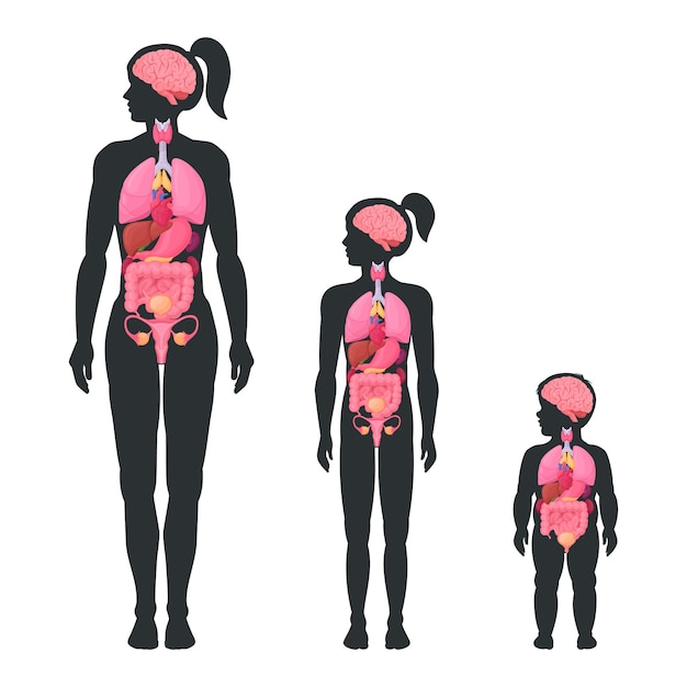 여성 내부 장기 계획 여성 소녀와 유아 내부 장기 해부학적 뇌 심장 및 신체 평면 벡터 일러스트 세트의 생식 시스템 위치 여성 신체 인포그래픽