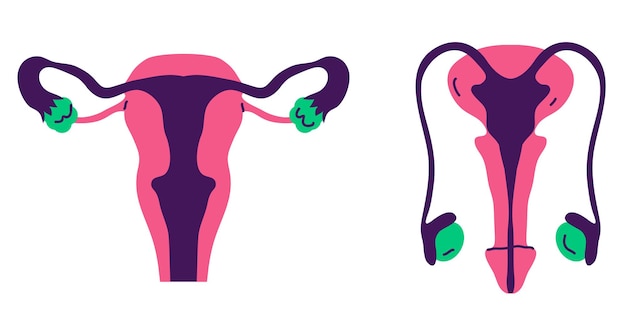 女性男性男性女性内臓生殖システムの抽象的な概念