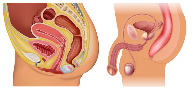 Female and male reproductive system