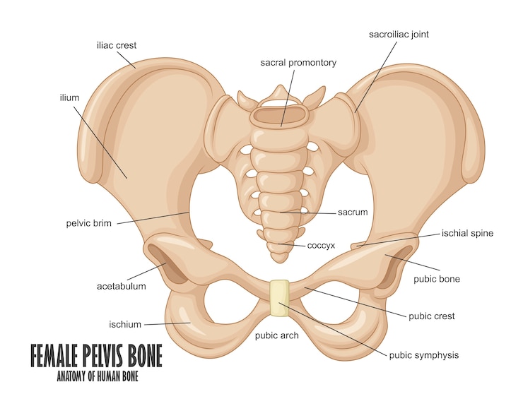 Vector female pelvis bone anatomy