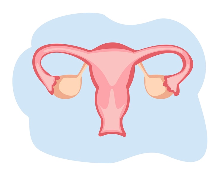 Vector female reproduction system uterus cartoon illustration