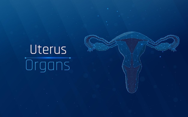 female reproductive organs uterus