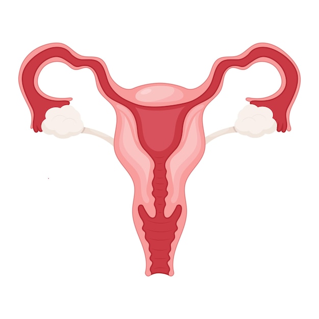 벡터 여성 생식 기관 생물학 그래픽 템플릿