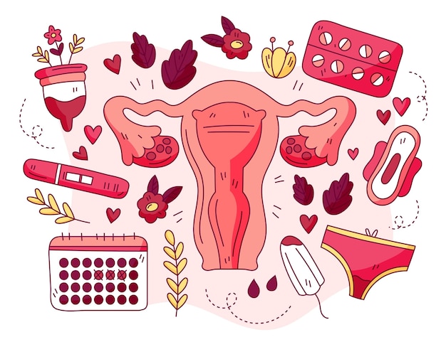 Vector female reproductive system concept