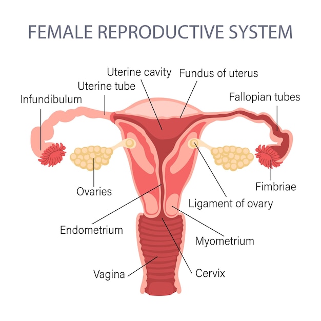 Female reproductive system. diagram of a healthy uterus. genicology. medical concept. infographic