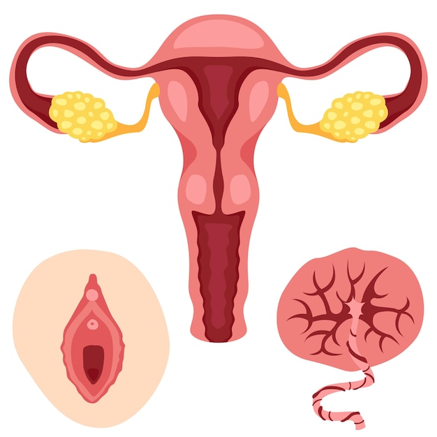 흰색으로 격리된 의사를 위한 대학의 의학 연구를 위한 여성 생식 시스템