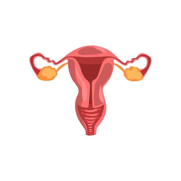 Female reproductive system, human internal organ anatomy vector Illustration isolated on a white background.