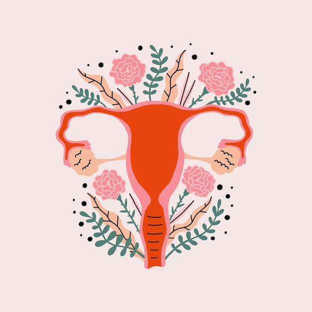 Vector female reproductive system is stylized flowers