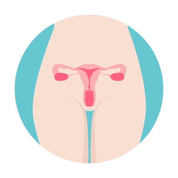 female reproductive system organs location scheme uterus cervix ovary