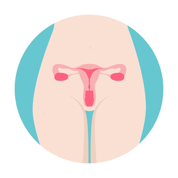 Vector female reproductive system organs location scheme uterus cervix ovary