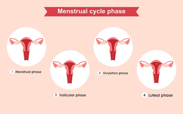 女性の生殖器系、月経周期の段階。