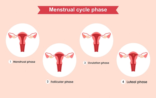 여성의 생식 기관, 월경 주기의 단계.