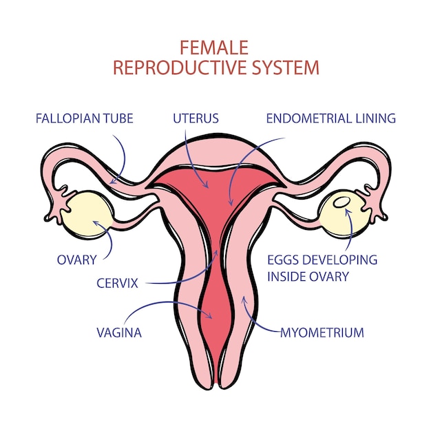 female reproductive system scheme medicine education vector