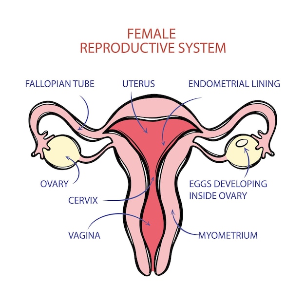 Schema del sistema riproduttivo femminile medicina istruzione vettore