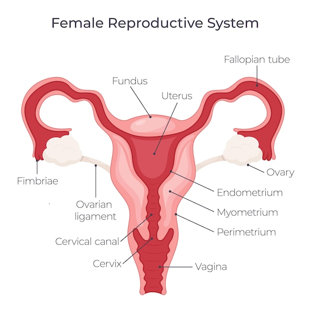 Vector female reproductive system vector illustration graphic diagram