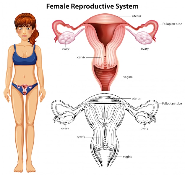 Sistema riproduttivo femminile su fondo bianco