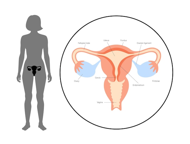 Female reproductive system