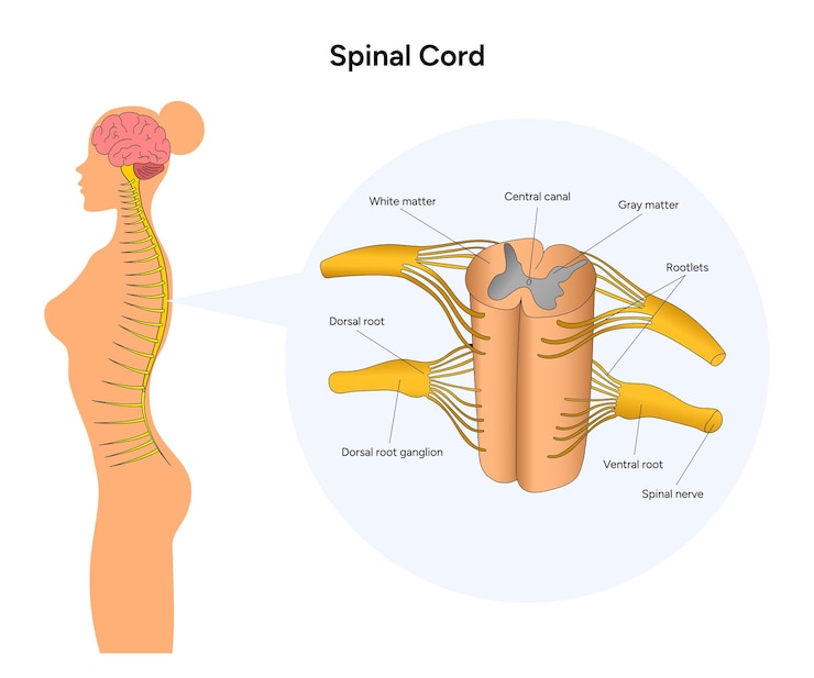 Vector female spinal cord and cross section of spinal cord infographic in vector