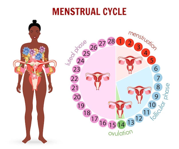 Vector female and stages of the menstrual cycle cartoon in vector