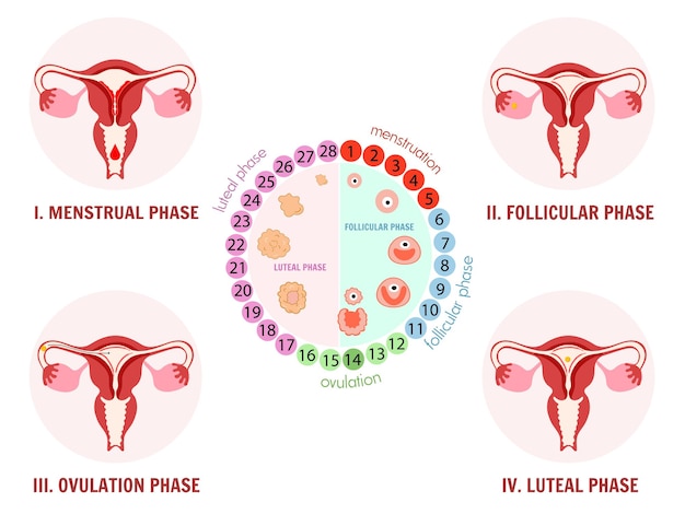 Female stages of the menstrual cycle infographic in vector