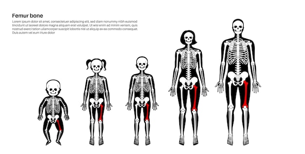 Vector femur bone anatomy