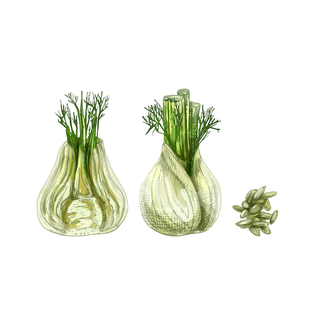 Vector fennel bulbs whole and half. vintage vector hatching color hand drawn illustration isolated on white background