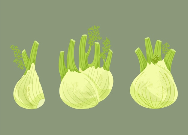 Fennel Illustration set with pastel color