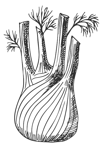 Эскиз корня фенхеля. иконка органического кулинарного ингредиента выделена на белом фоне.