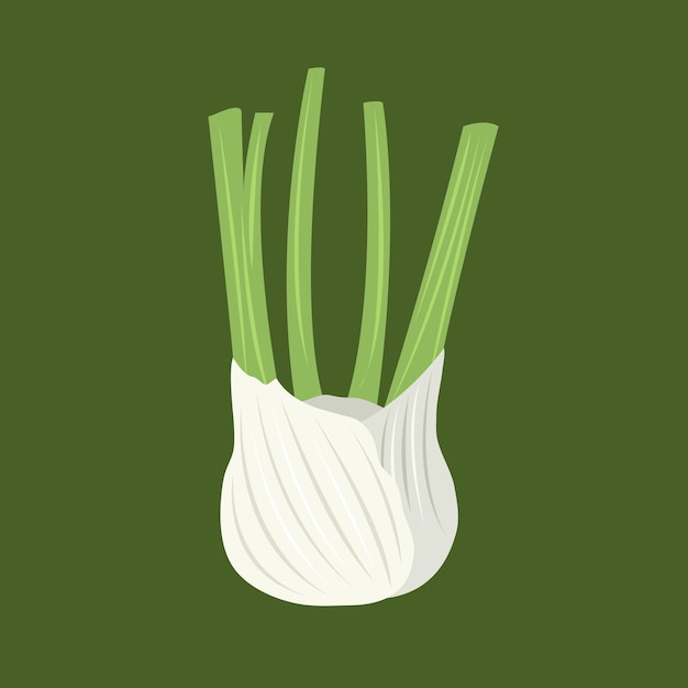 Vector fennel vector illustration