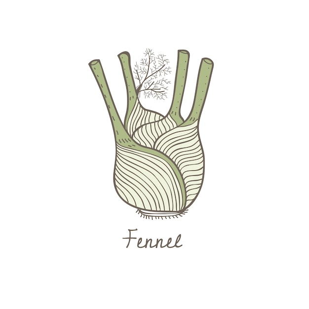 A fennel