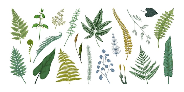 Vector fern leaves hand drawn sketch of forest foliage plant bourgeons and sprouts bracken or horsetail fronds vintage botanical collection graphic template vector flora elements set