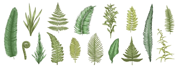 Vector fern leaves sketch forest plants colored hand drawn decorative design elements for invitation and greeting cards herbal collection vector botanical set