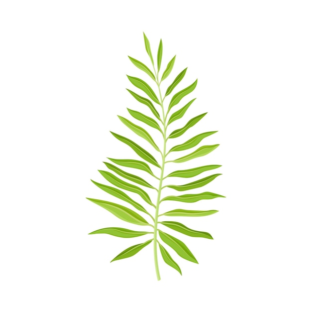 Vector fern plant decorative leaf isolated on white background