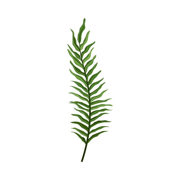 Premium Vector | Fern plant decorative leaf isolated on white background