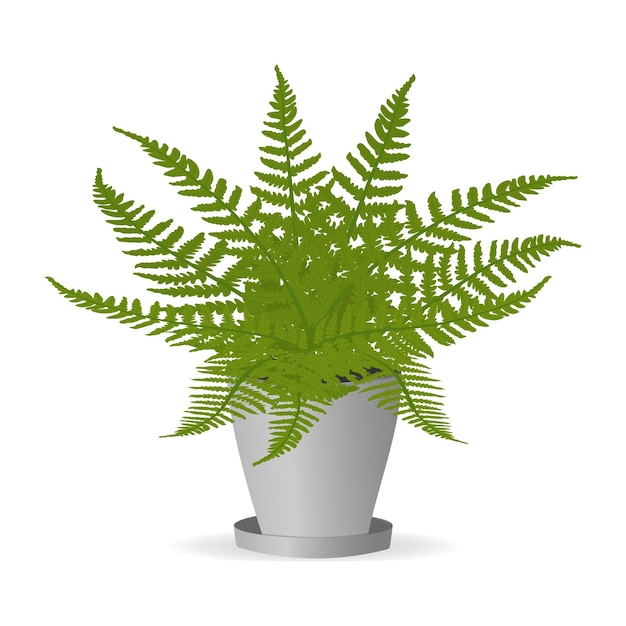 Fern plant leaves in a potVector cartoon illustration