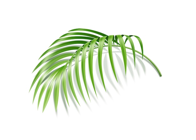 Fern plant tropical leaf