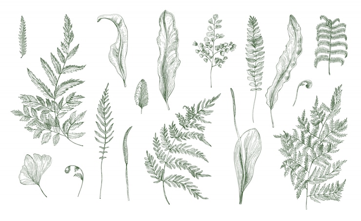 Vector fern realistische collectie. hand getrokken spruiten, varenblad, bladeren en stengels set. zwart-wit afbeelding.