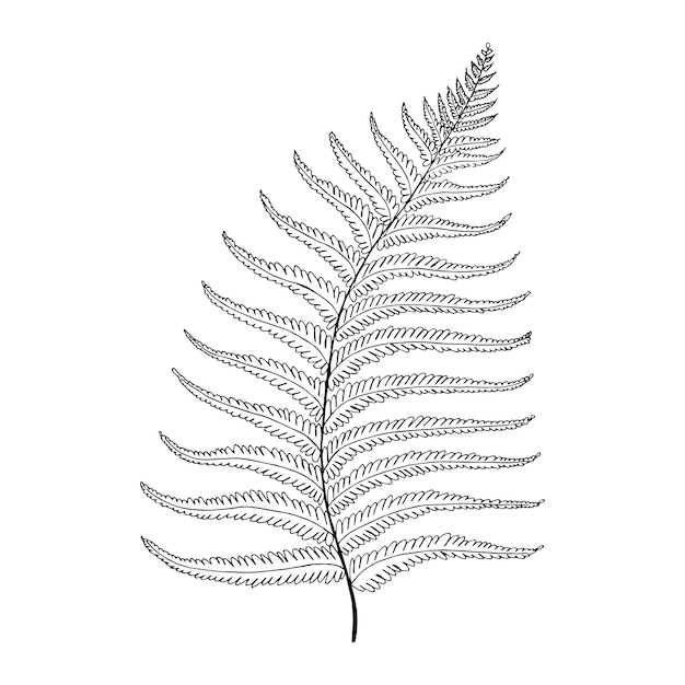 fern tropical leaf hand drawn vector isolated element for design in black color