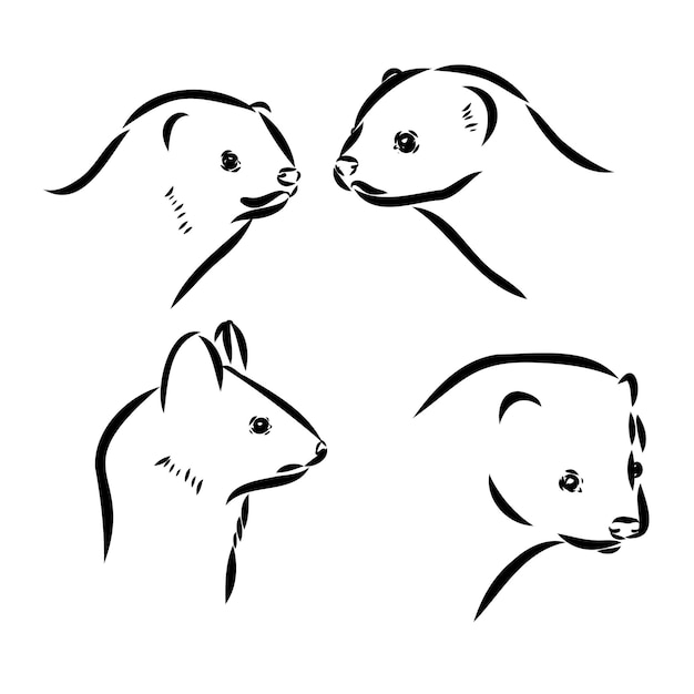 Ferret side view hand drawn doodle drawing sketch in gravure style vector illustration