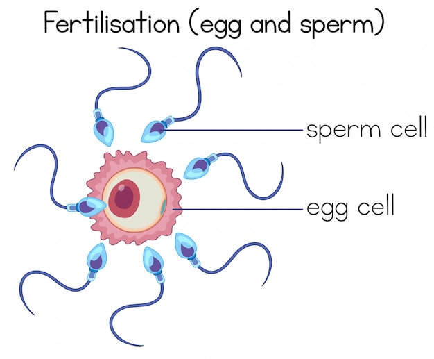 Vettore fertilizzazione del diagramma dell'uovo e dello sperma