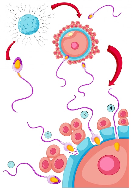 精子と卵子による受精プロセス