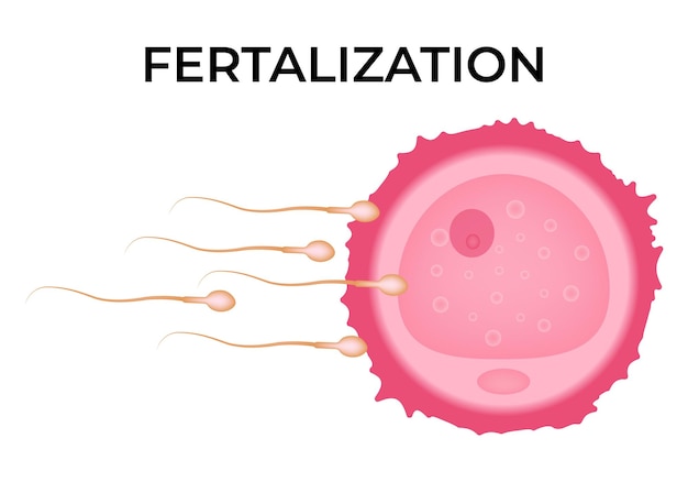 Illustrazione del vettore di fertilizzazione