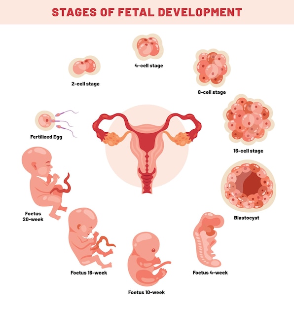 Fetal Development Of An Embyrio