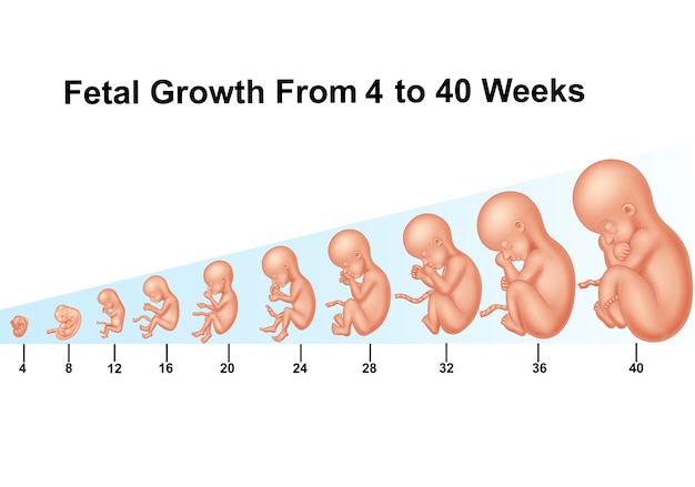 Vector fetal growth from 4 to 40 weeks