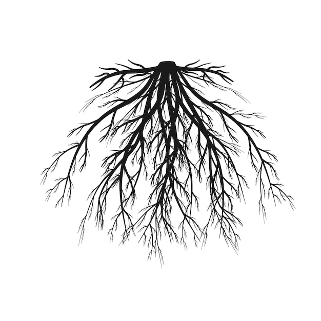 Vettore sistema radicale fibroso silhouette nera del rizoma ramificato illustrazione vettoriale della parte sotterranea di