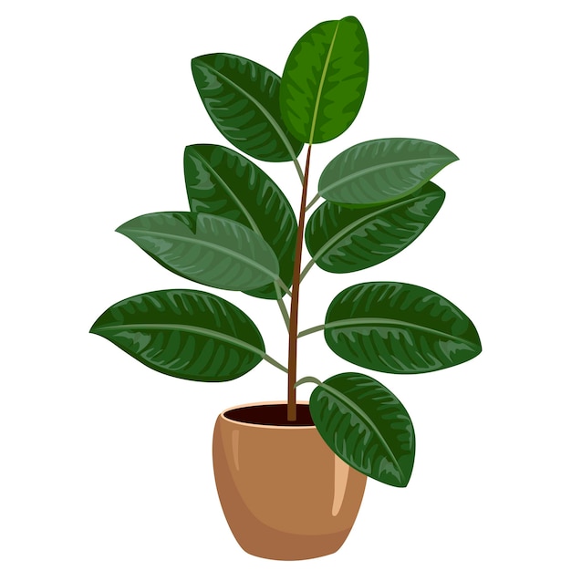 Vector ficus een vectorillustratie illustratie voor het afdrukken van wenskaarten en andere ontwerpprojecten