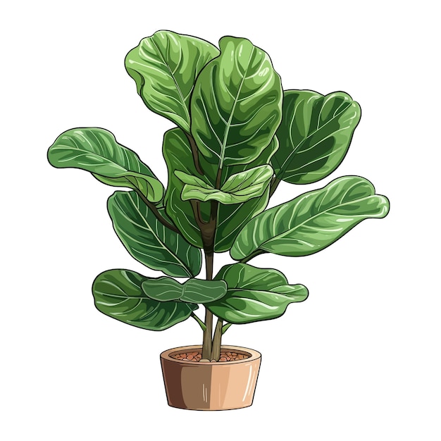 Vector ficus lyrata vioolblad fig