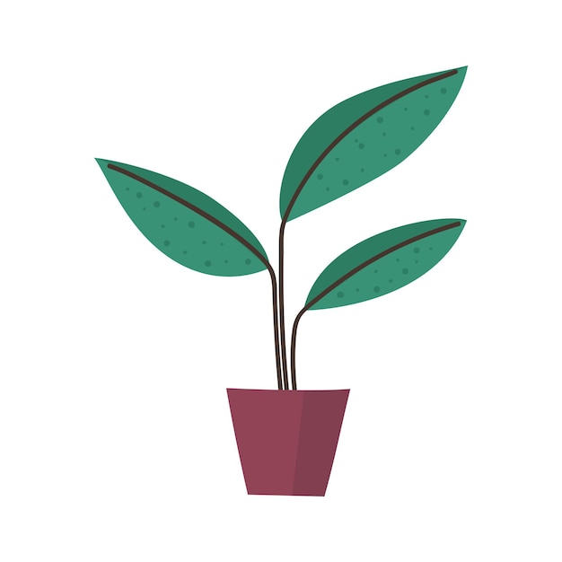 Vector ficus in a pot a houseplant flat vector illustration