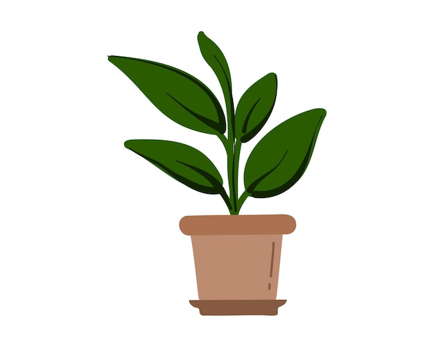 Vector ficus, potted houseplant isolated on white background.