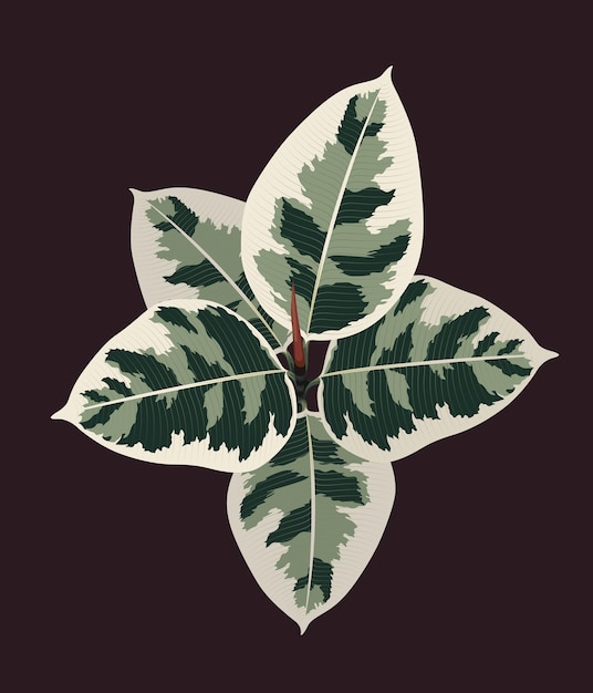 Vector ficus tineke leaf plant groene natuur vector achtergrond illustratie ontwerp patroon bloem bladeren